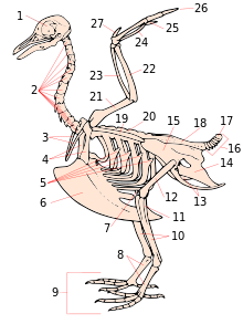 Do all birds have the same number of bones?
