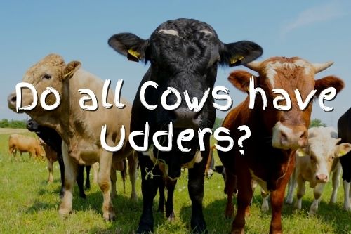 Do all cows have 4 udders?