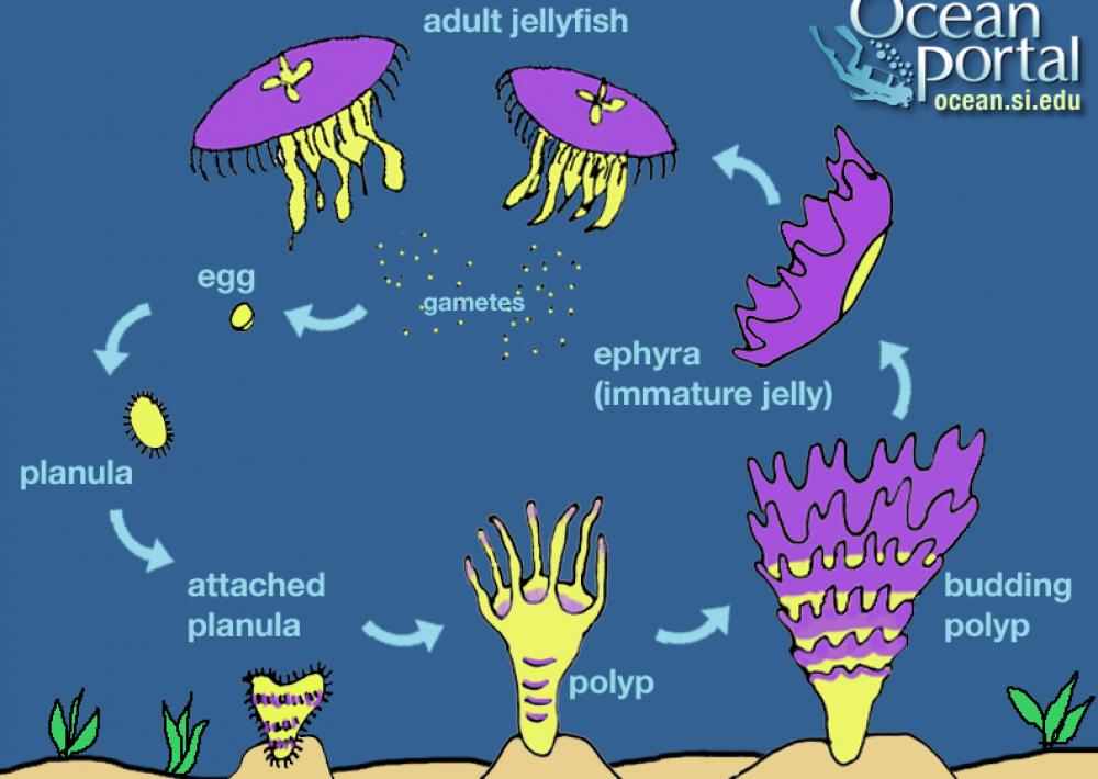 Do all jellyfish have the same life cycle?