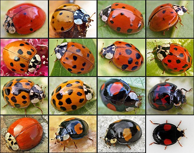 Do all lady beetles have spots?