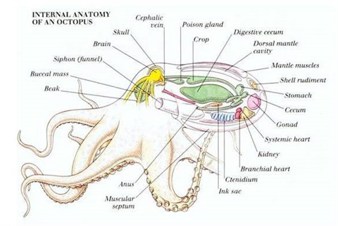 Do all octopus have 3 hearts and 9 brains?