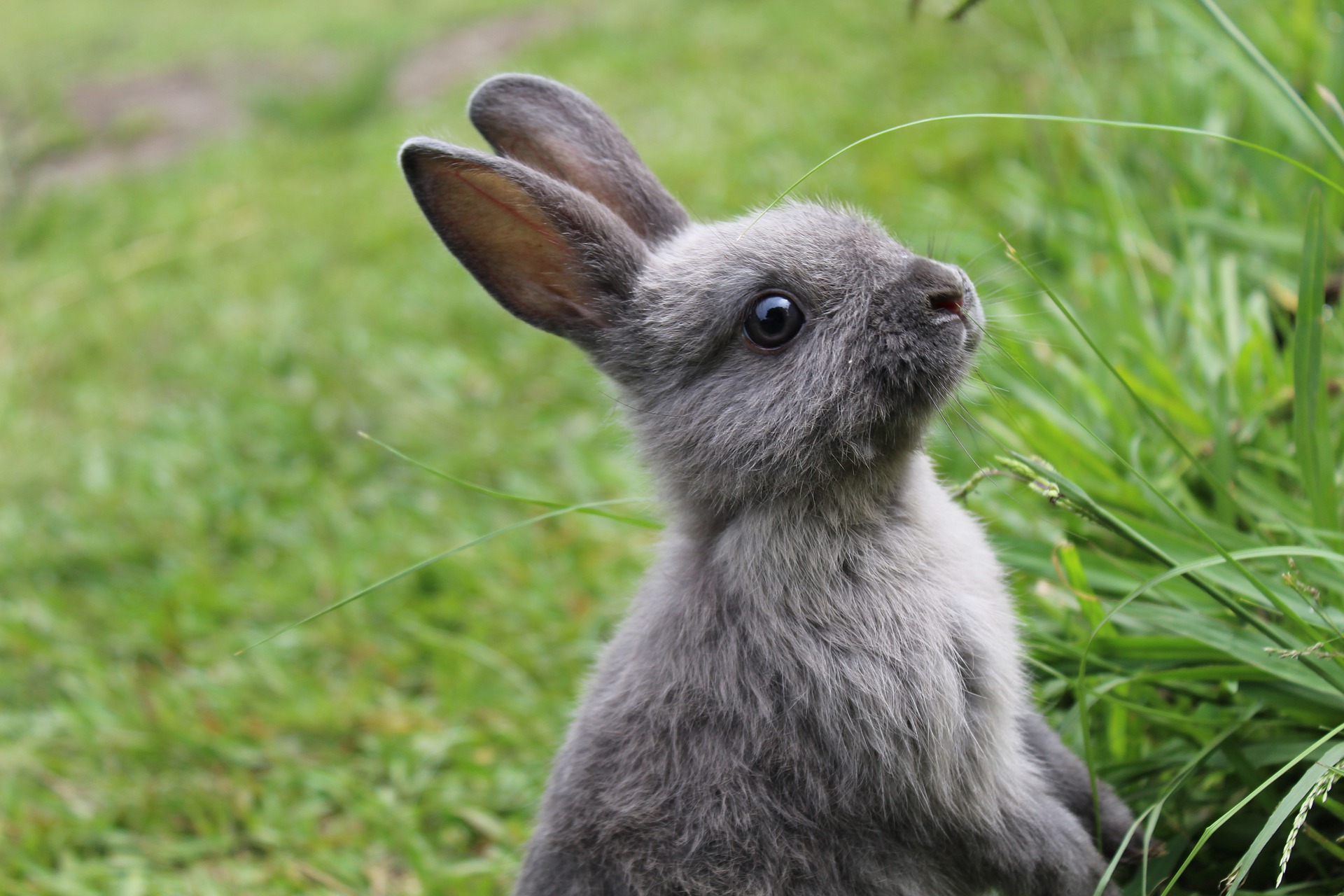 Do all rabbits have ears?