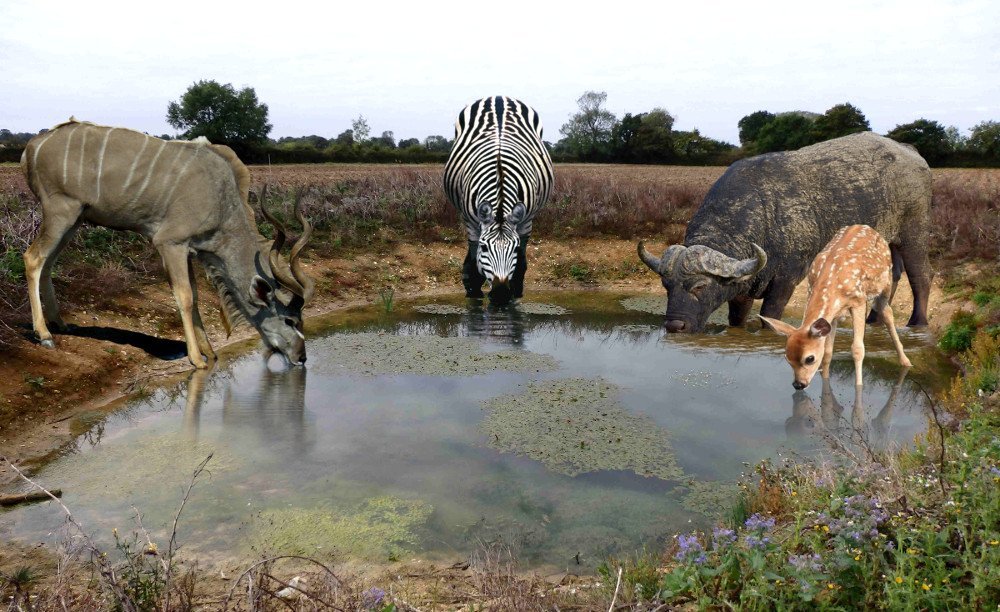 Do animals drink water from Dirty Ponds?