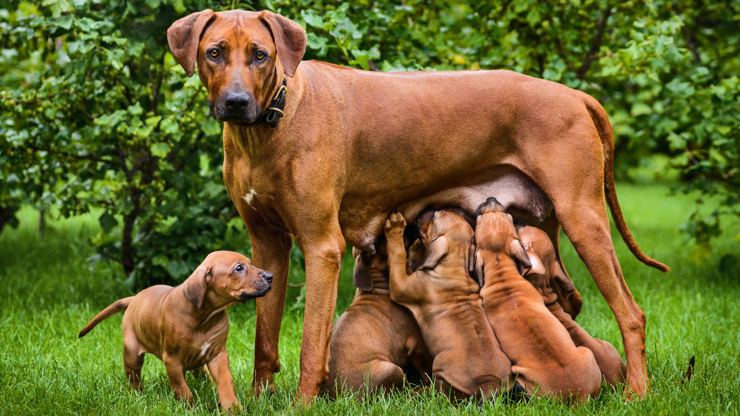 Do animals give birth to two babies at the same time?