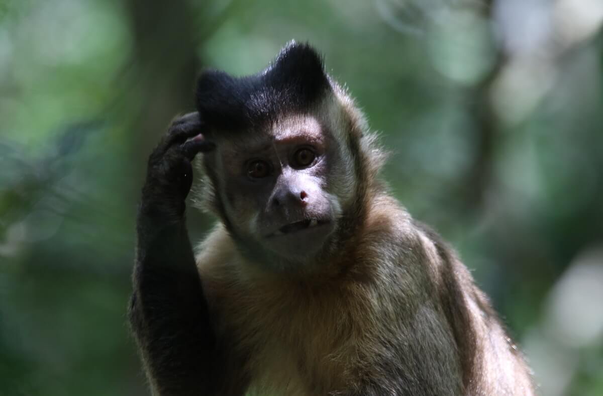 Do animals have bad short-term memory?