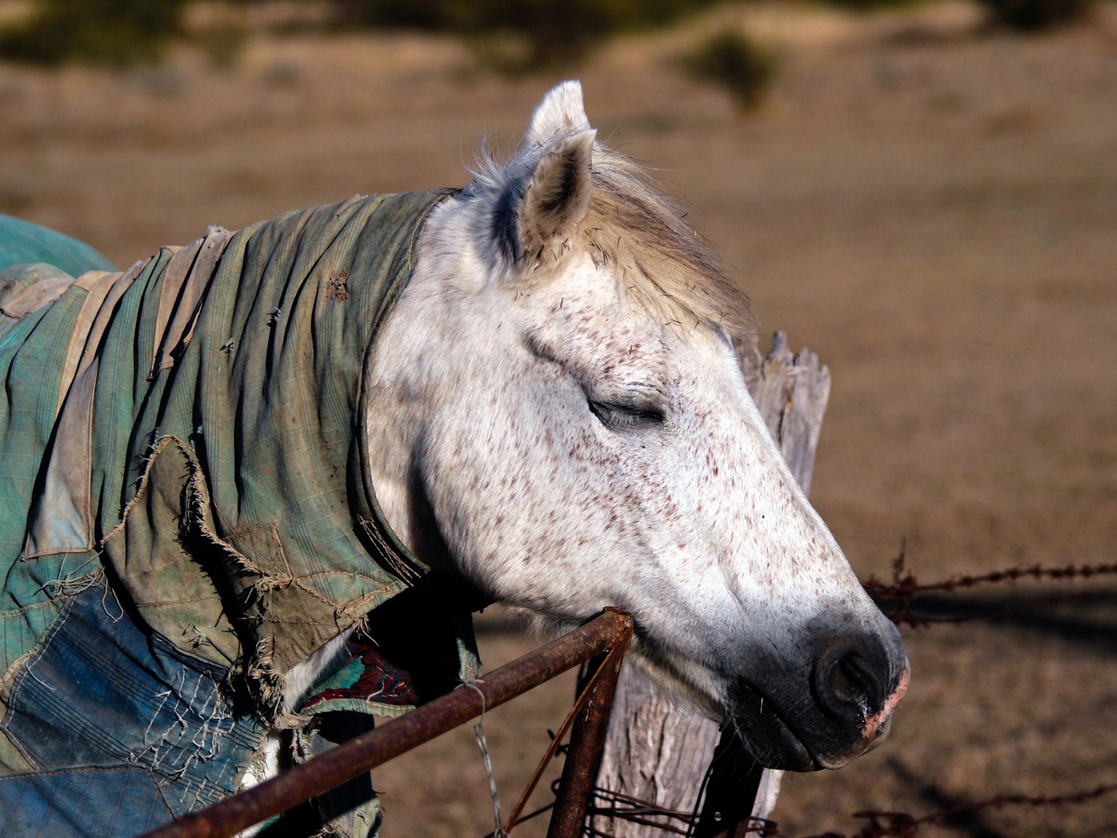 Do animals sleep standing up or lying down?