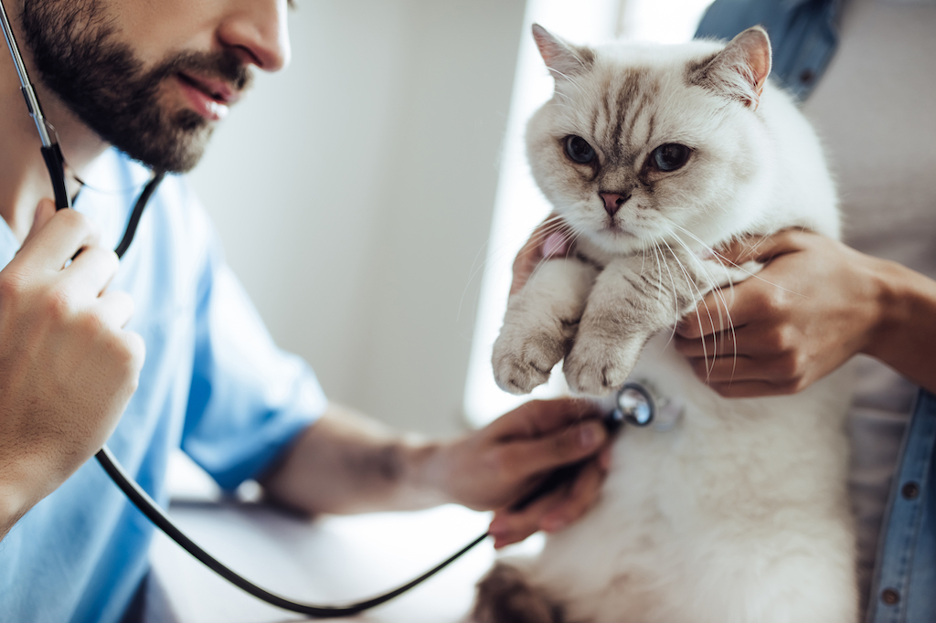 Do animals suffer from high blood pressure?