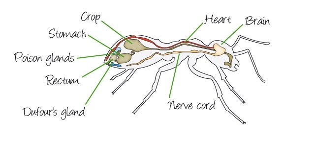 Do ants have a heart rate?