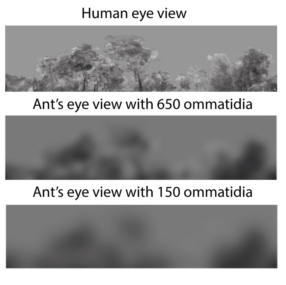 Do ants see their eyes?