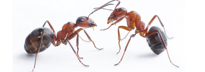 Do ants speak?