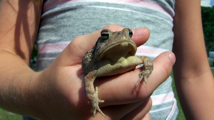 Do any frogs like to be held?