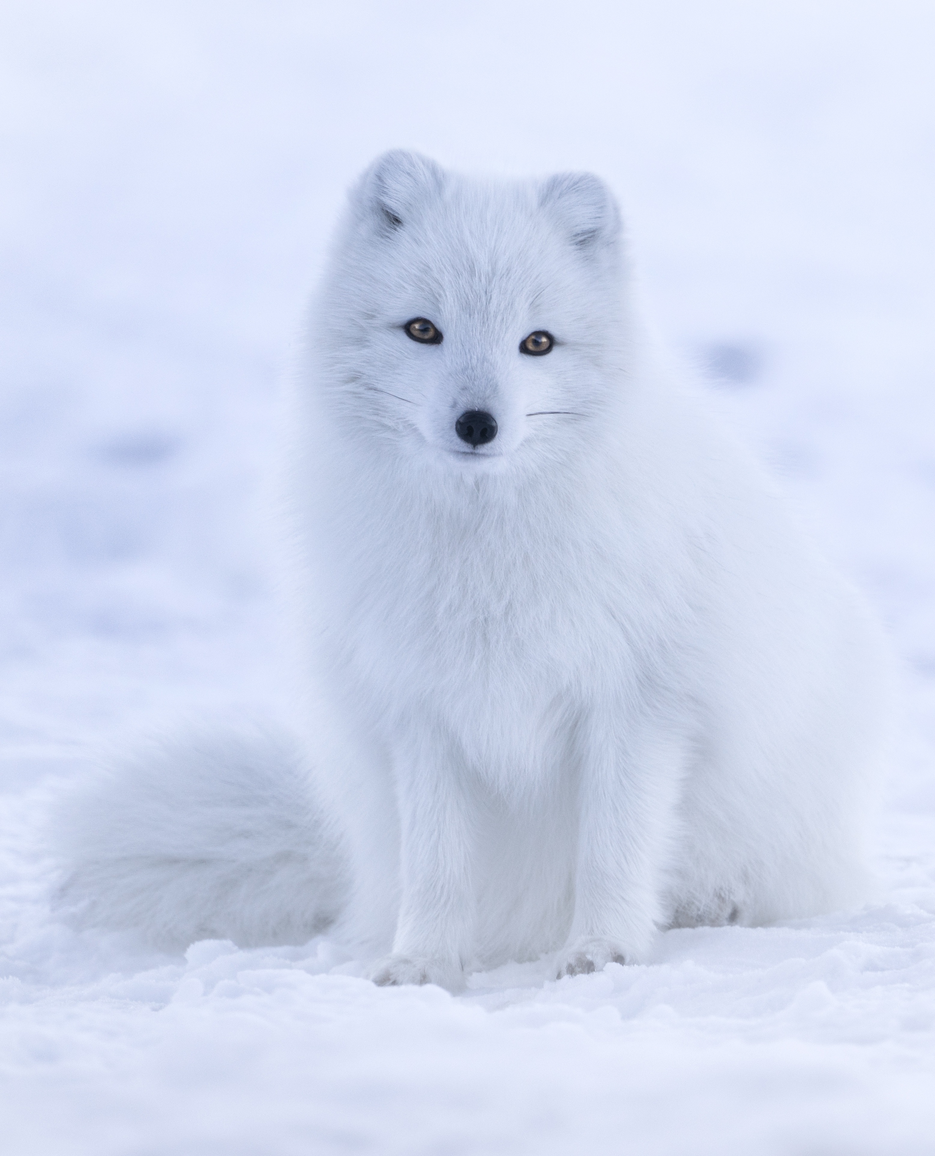 Do arctic foxes have babies?