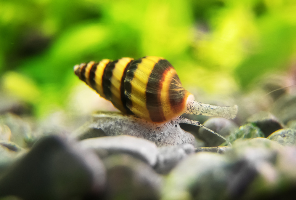 Do assassin snails bury themselves during the day?