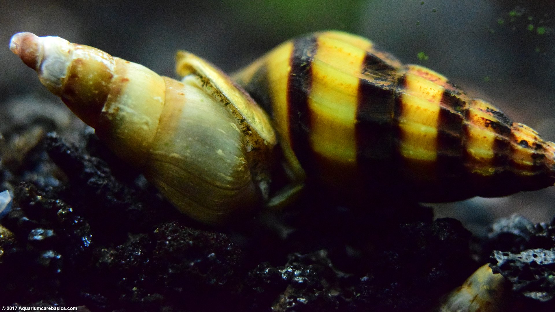 Do assassin snails eat trumpet snails?