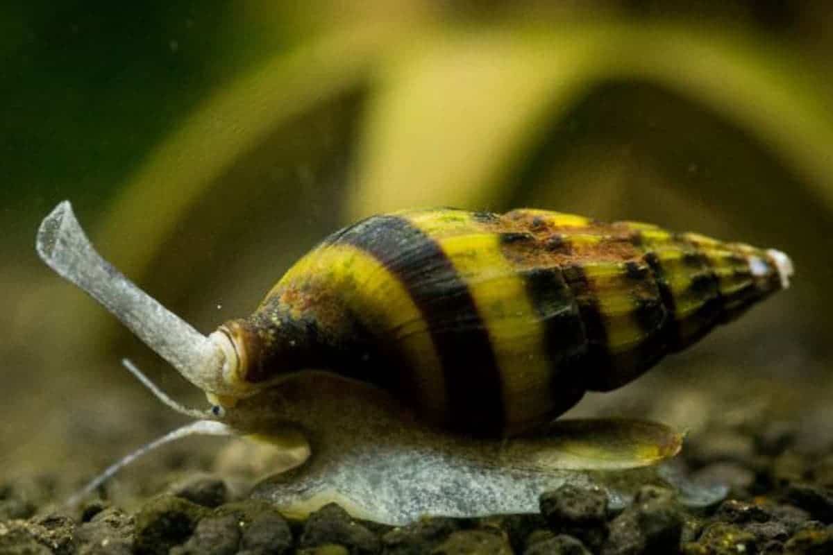 Do assassin snails sleep after they eat?