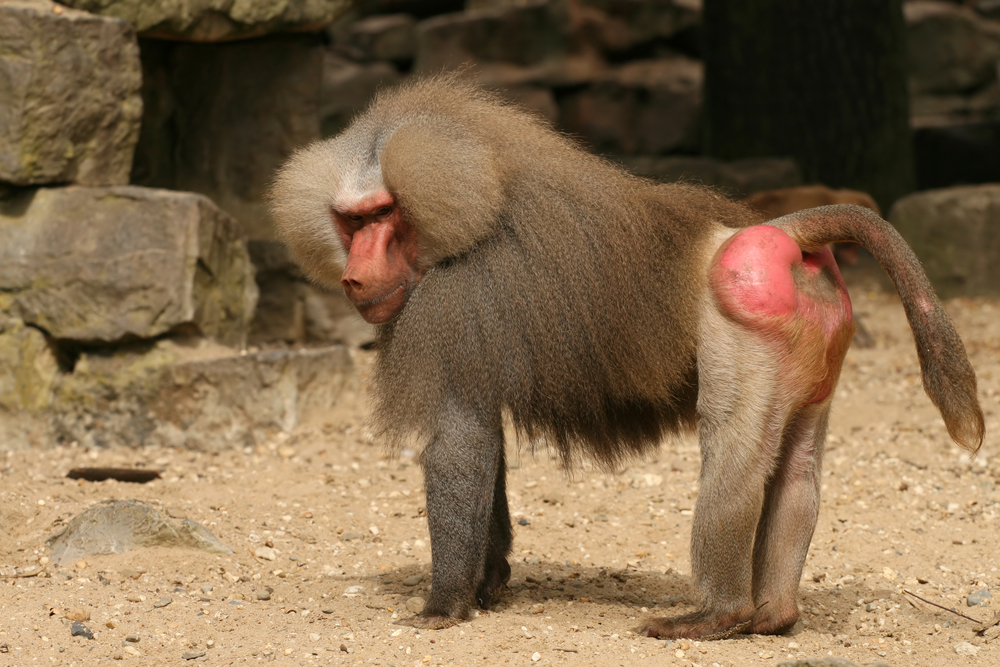 Do baboon monkeys have tails?
