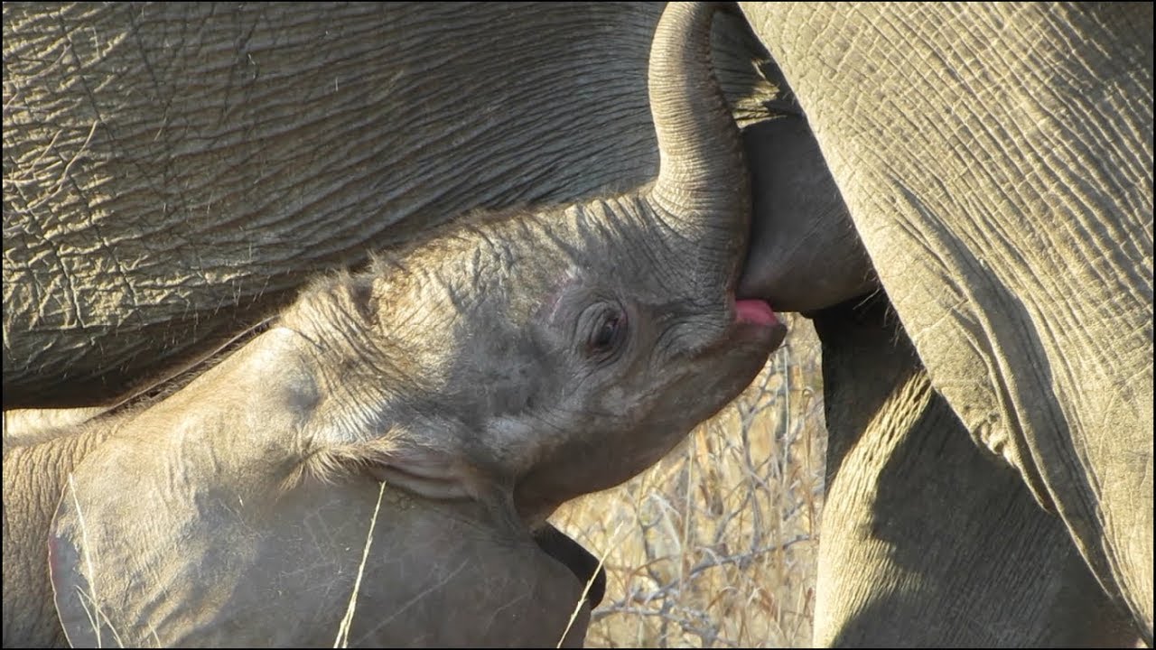 Do baby elephants breastfeed?