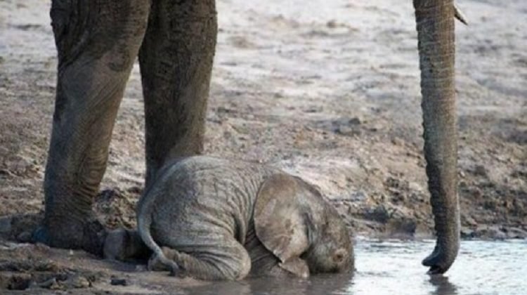 Do baby elephants drink water?