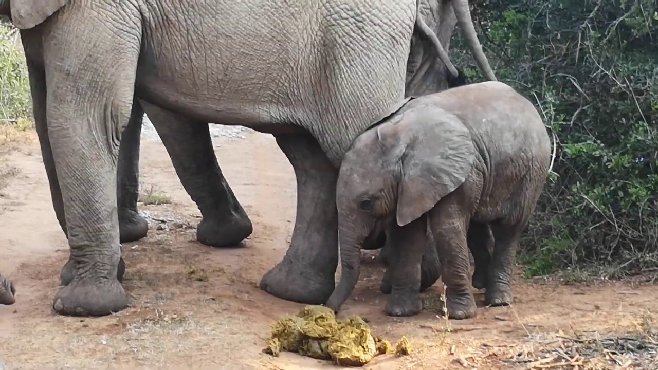 Do baby elephants eat poop?