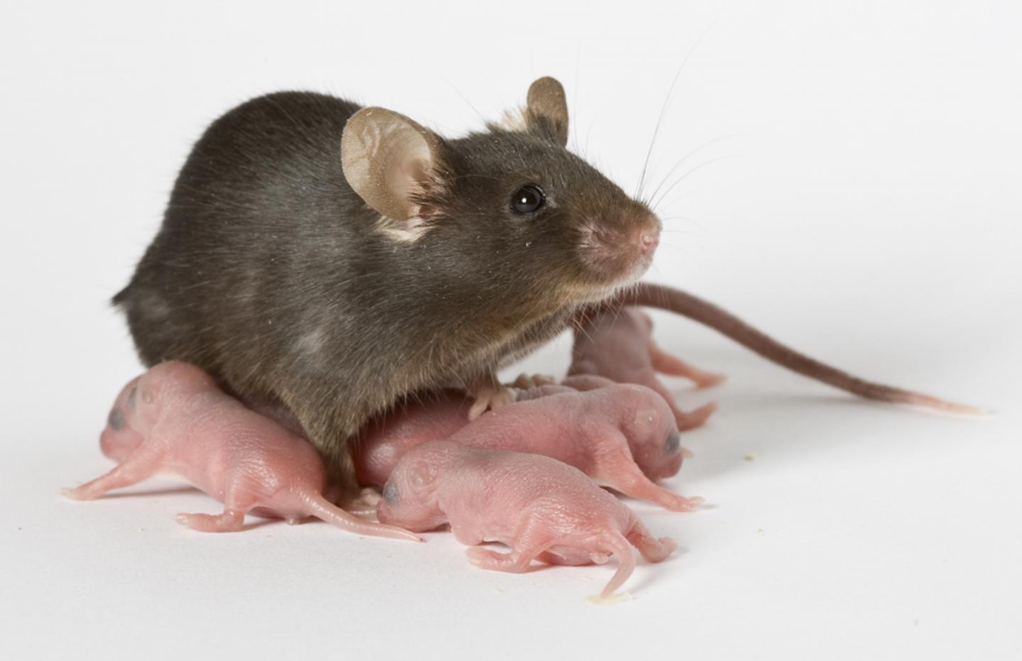 Do baby mice carry diseases?