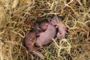 Do baby mice leave the nest?