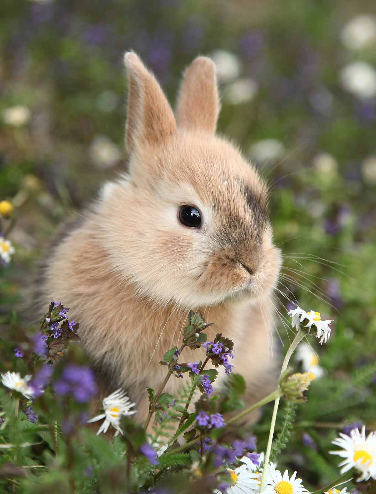 Do baby rabbits make different sounds than adults?