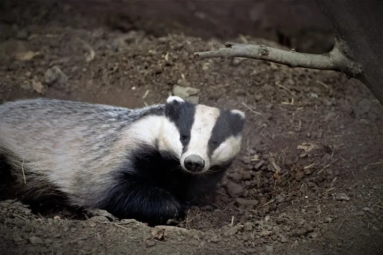 Do badgers eat cats?