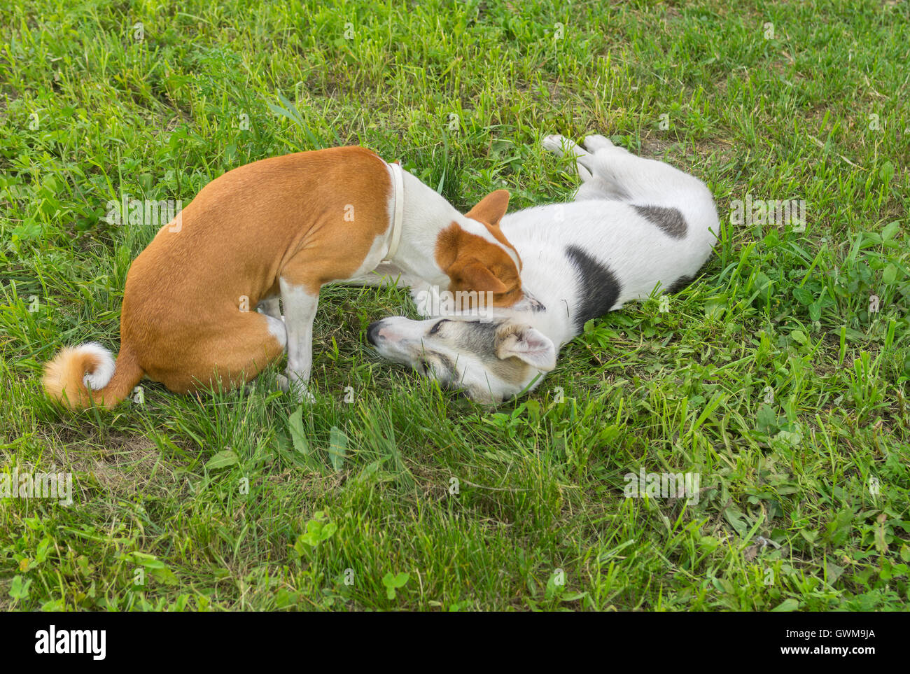 Do Basenji dogs bite?