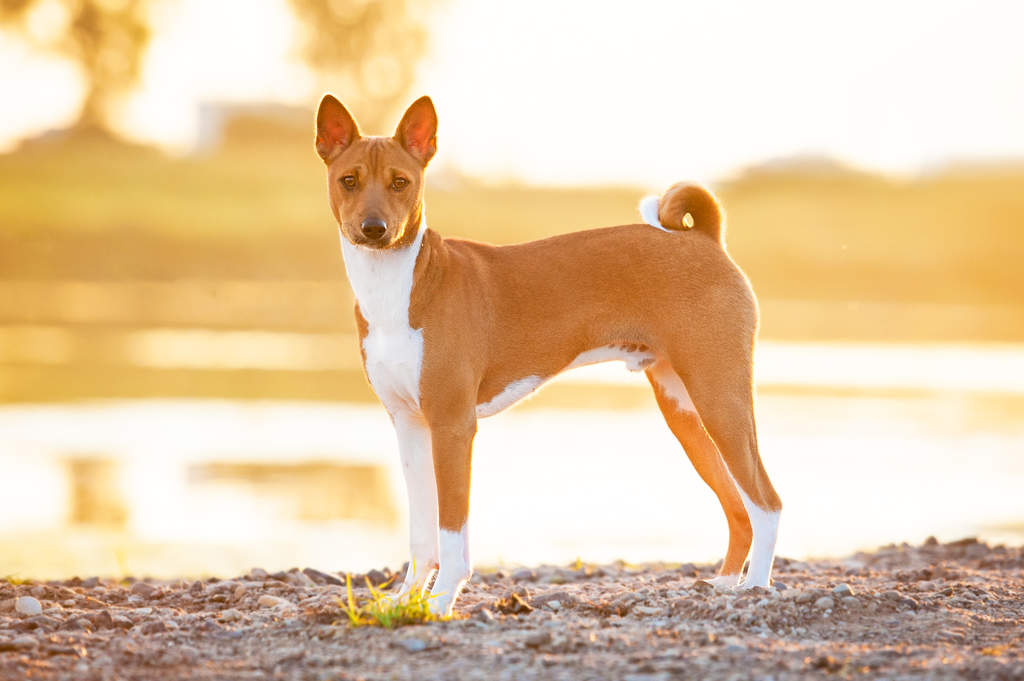 Do Basenjis have a prey drive?