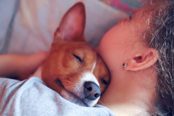 Do Basenjis like to cuddle?