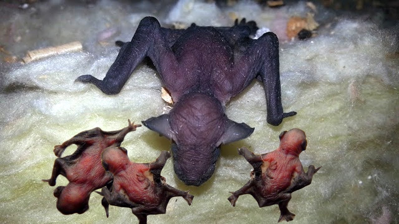 Do bats give birth through the mouth?