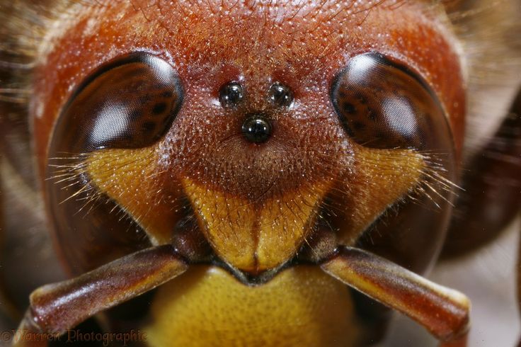 Do bees have simple or compound eyes?
