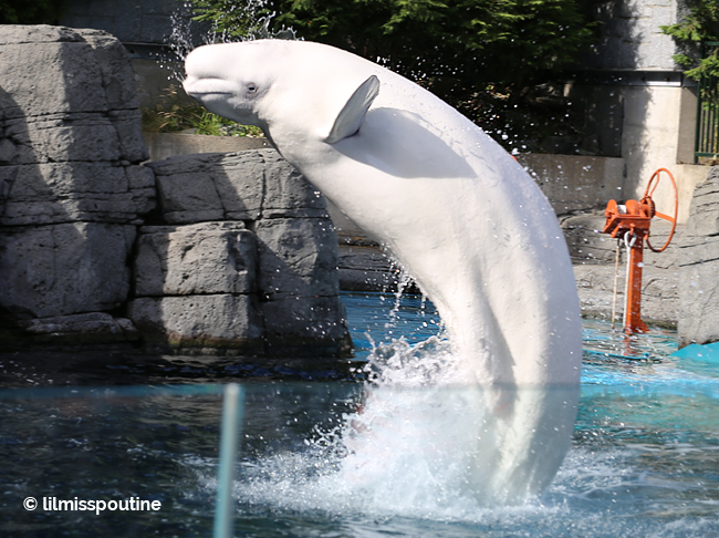 Do beluga whales jump out of the water?