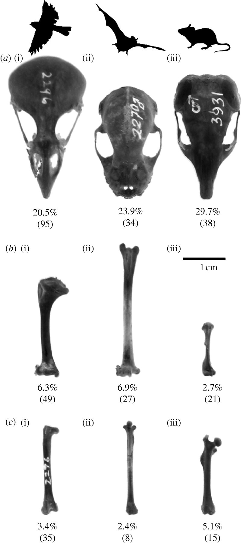 Do bird bones weigh less than other bones?