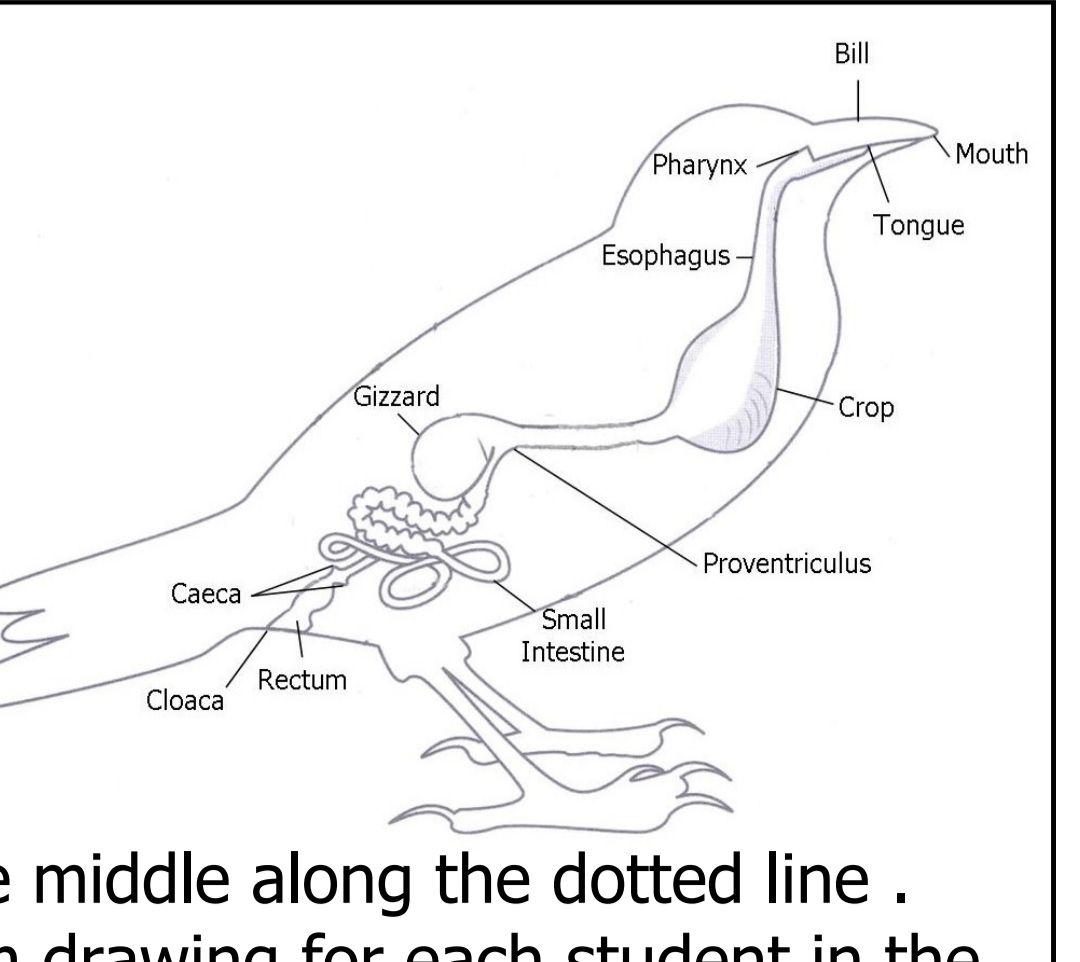 Do birds have a larynx?