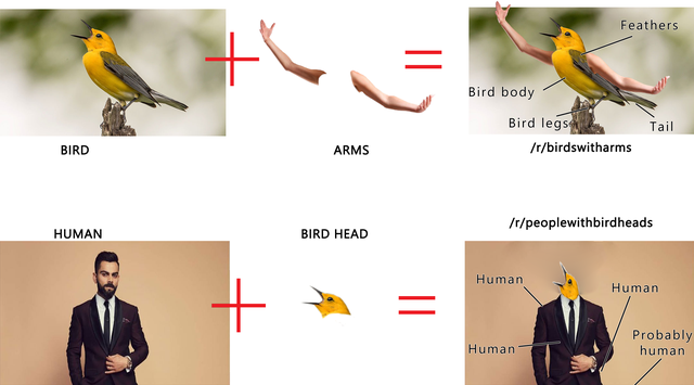 Do birds have arms or legs?