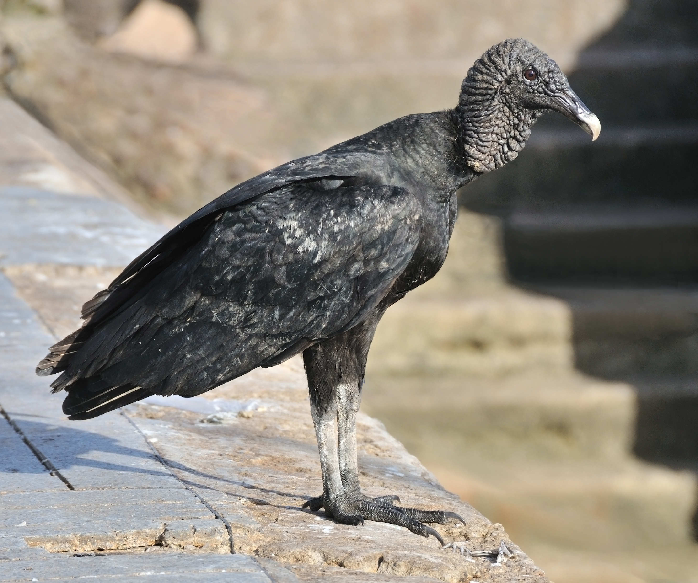 Do black vultures eat bones?