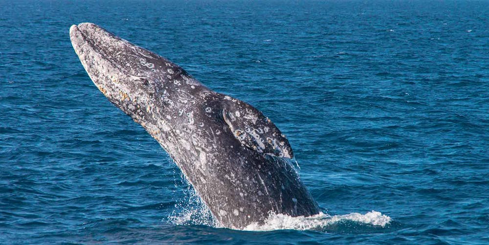 Do blue whales jump out of water?