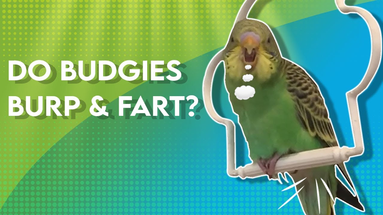 Do budgies Pass wind? Do budgies Pass wind?