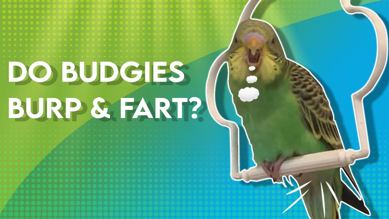 Do budgies Pass wind?