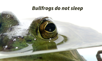 Do bullfrogs really not sleep?