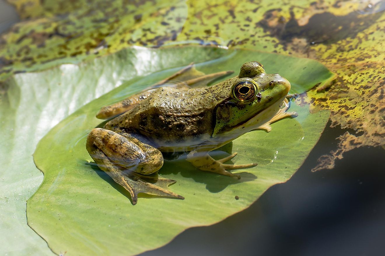 Do bullfrogs sleep during the day?