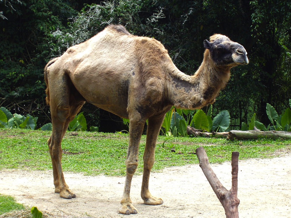 Do camels burp methane?