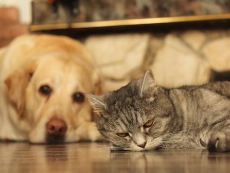 Do cats have a better memory than dogs?
