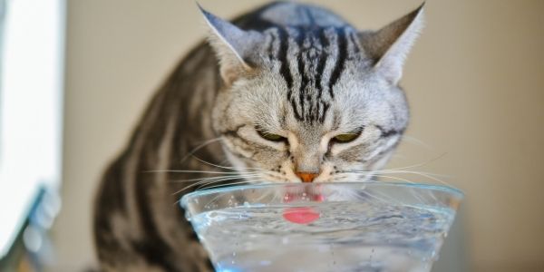 Do cats need to drink a lot of water?