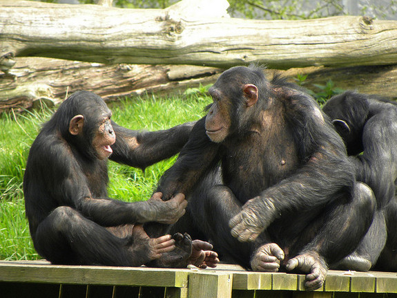 Do chimpanzees have better short-term memory than humans?