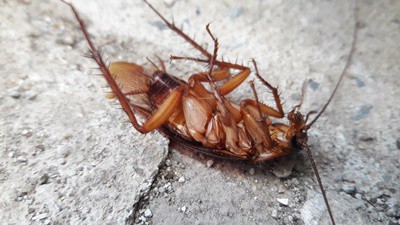 Do cockroaches feel pain?