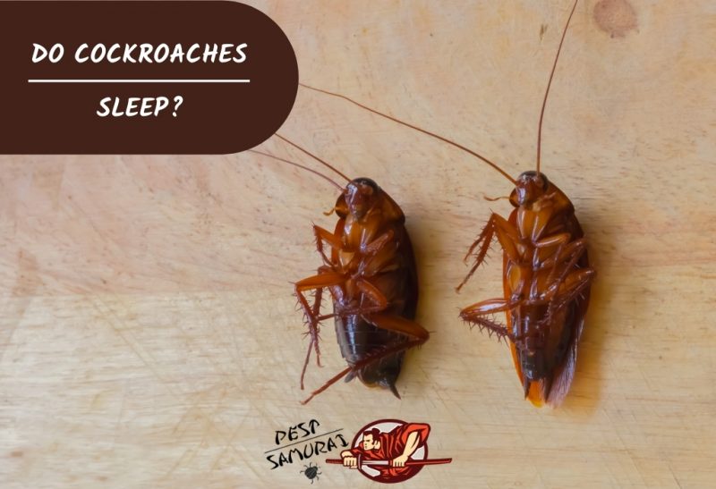Do cockroaches go near sleeping humans?