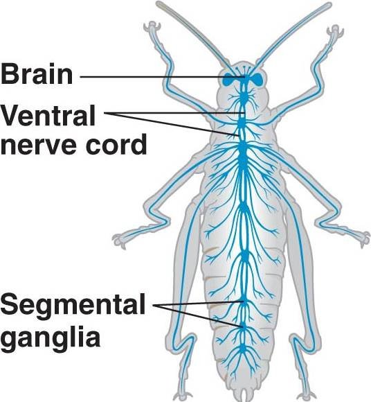 Do cockroaches have three brains?