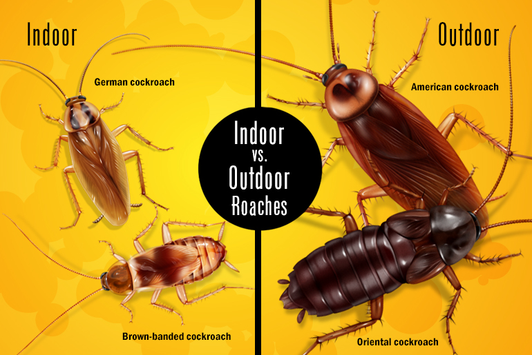 Do cockroaches live inside or outside the House?